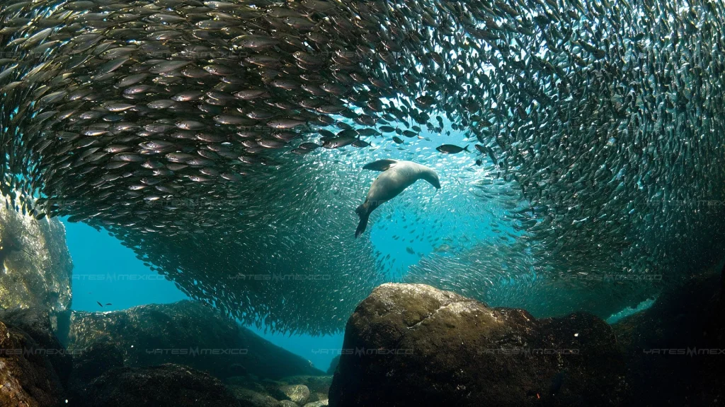 Marine life in the Loreto Bay National Marine Park