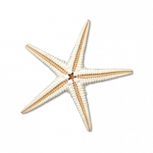 Sea-Star-PNG-Transparent-Image