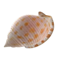 shell_1