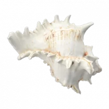 shell_2